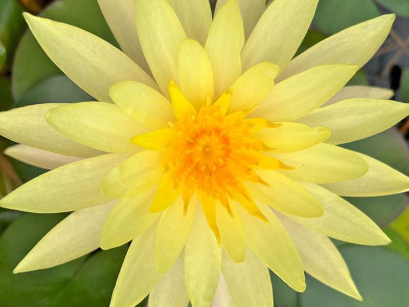 Preview: Seerose - Pinwaree